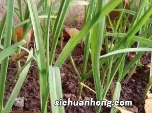 大蒜发芽的是什么意思