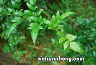 藤茶有什么功效与作用