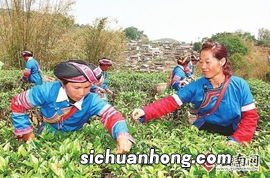 台地茶为什么价格低
