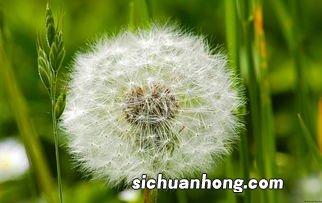 蒲公英水有什么功效与作用