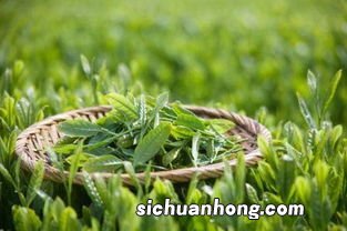 平绿茶是什么意思