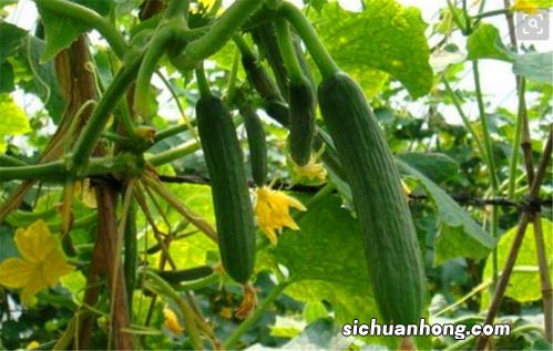 醋泡黄瓜有什么功效与作用