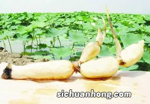 春天吃藕要注意什么意思