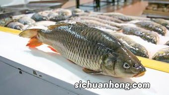 草鱼怎么是红色的鱼肉