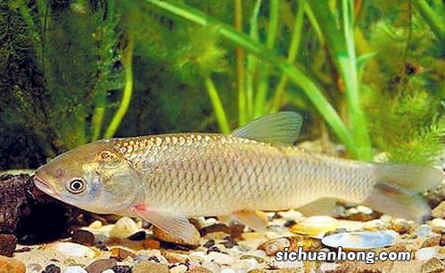 草鱼和芹菜怎么做好吃吗