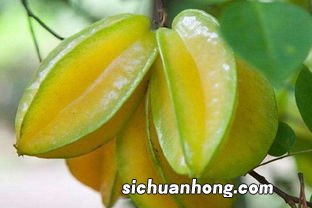 吃杨桃不能与什么同食