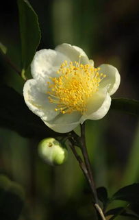 茶树花长什么样