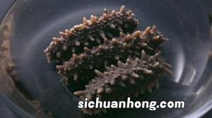 发好的海参可以冷冻多久