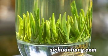 竹叶青茶是什么档次