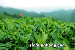 夏天产什么茶叶