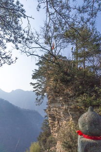 武当山有什么茶叶