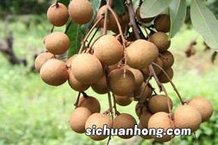 吃了龙眼不可以喝什么一起吃吗