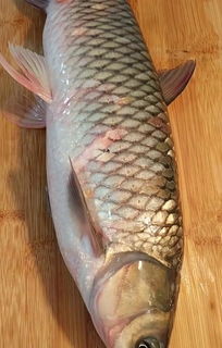 冰冻的草鱼怎么做好吃吗