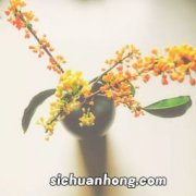 吃桂花洒有什么好处