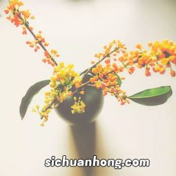 吃桂花洒有什么好处