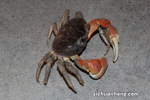 柿子和螃蟹要隔多久吃