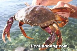 吃多了螃蟹后吃什么好