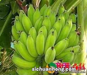 吃大蕉有什么好