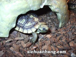 饼干陆龟多久能长大