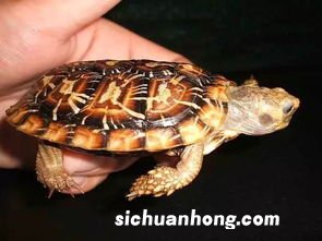 饼干陆龟多久能长大