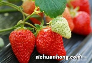 吃草莓对什么好处和坏处