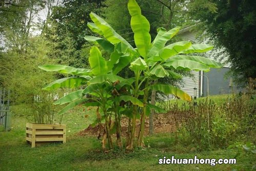 吃芭蕉花有什么处