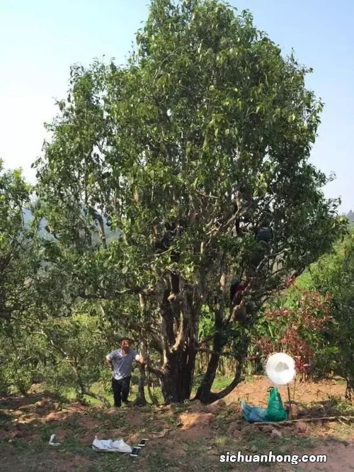 老乌山古树茶是什么茶