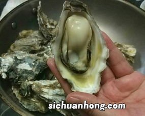 水煮生蚝水要多久才熟