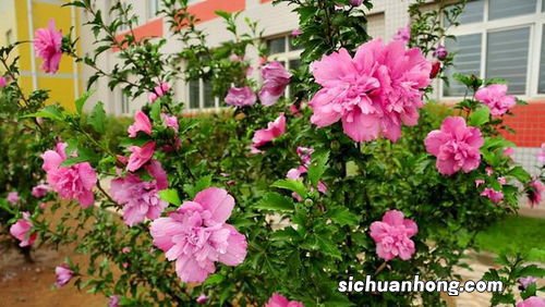 白色一个个的花怎么吃