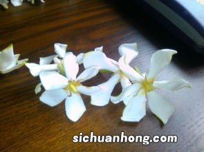 白色一个个的花怎么吃