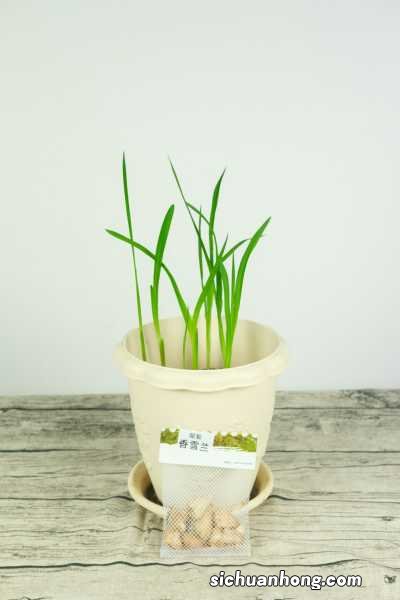 新买的香雪兰怎么养