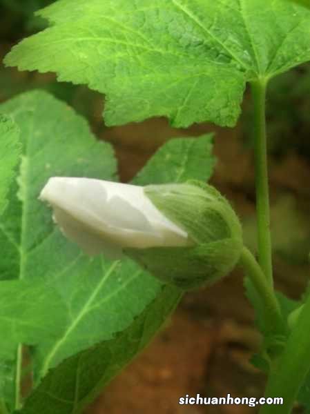 新买的蜀葵怎么养