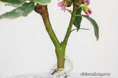 新买的瑞香怎么养