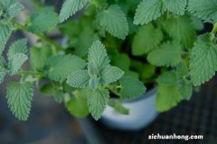 薄荷有几种，哪种薄荷不能吃