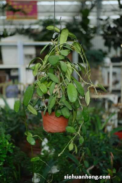 新买的球兰怎么养