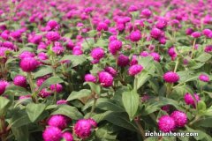 新买的千日红怎么养