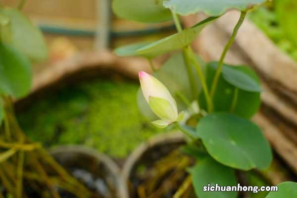 荷花有毒吗，能放在卧室中吗