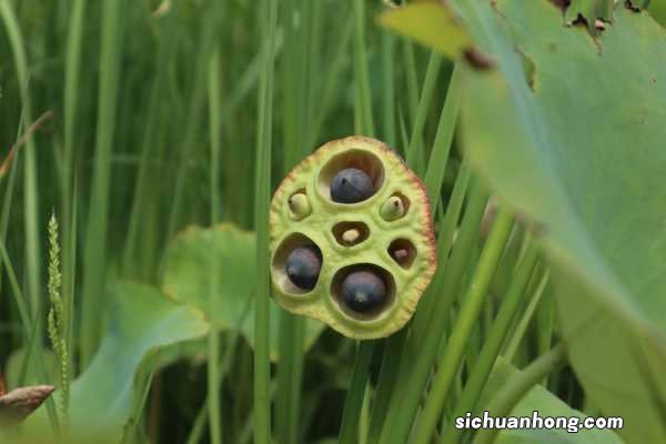荷花能寓意什么，荷花的花色多吗