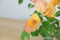 三角梅养殖的环境要求，养在背太阳的地方会开花吗