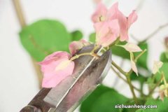 三角梅养在家里好不好，养殖温度