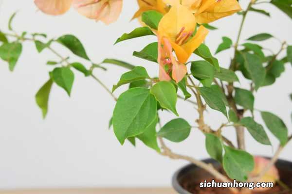 三角梅养护管理方法,开花几天就掉为什么