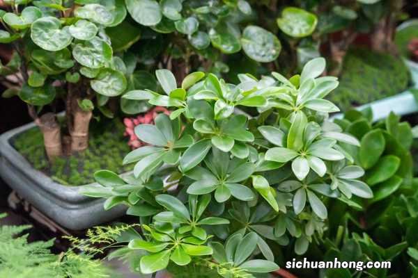 新买的鸭脚木怎么养