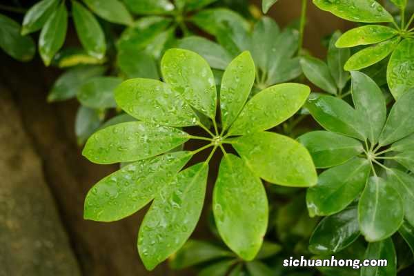 新买的鸭脚木怎么养