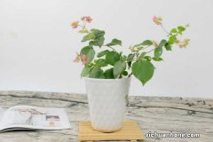 三角梅换盆后的养护方法和注意事项，换盆后掉叶子怎么办