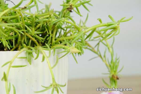 太阳花有什么特点,太阳花有什么颜色