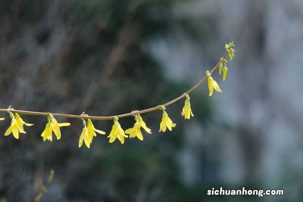 连翘花养在家里可以么，养殖方法和注意事项