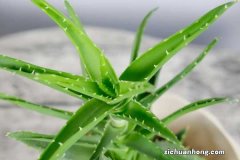 家里种植的芦荟能吃吗，怎么吃