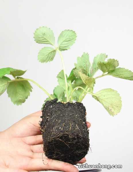 三角梅是梅花的一种吗，是什么季节开花