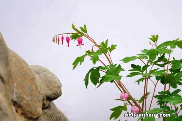 新买的荷包牡丹怎么养