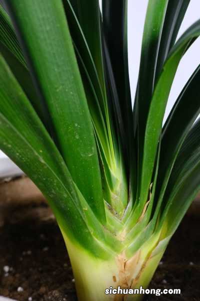 君子兰施复合肥行吗，施复合肥一次放多少